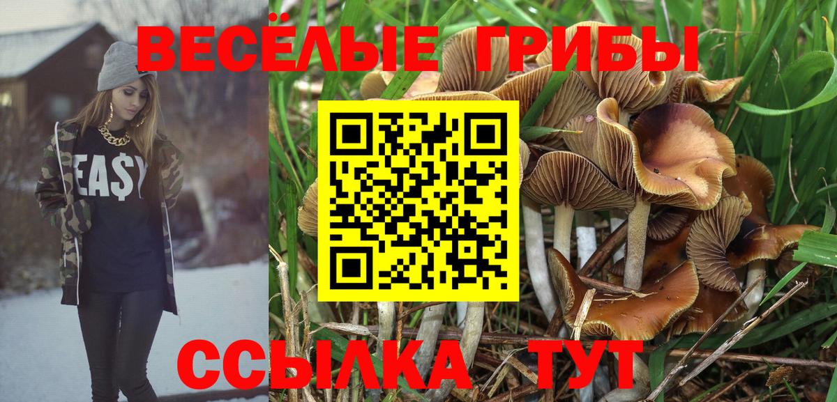 Галлюциногенные грибы Psilocybe Егорьевск